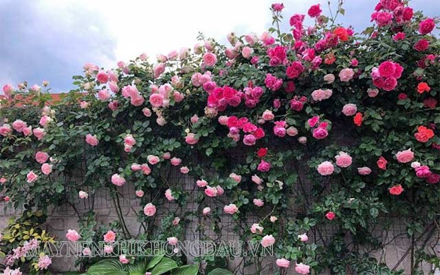 Hoa hồng leo - Loài hoa nở quanh năm được yêu thích