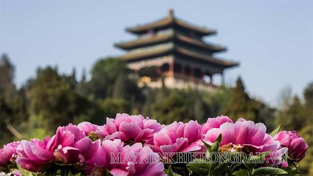 Hoa mẫu đơn - Quốc hoa của Trung Quốc